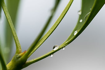 Macro shot of water droplets on green leaf