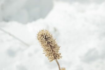 Dried Teasel Seed Head in Snowy Winter Landscape