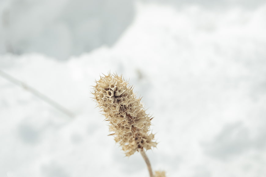 Dried Teasel Seed Head in Snowy Winter Landscape