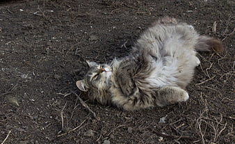 Fluffy tabby cat rolling on its back in dirt
