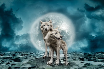 Two white wolves standing on rocks with full moon background