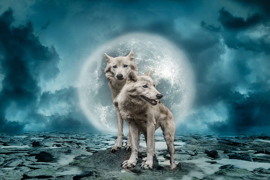 Two white wolves standing on rocks with full moon background