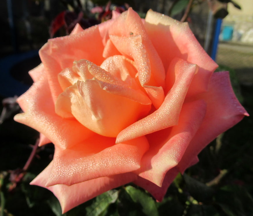 Close-up of a pink rose with morning dew drops