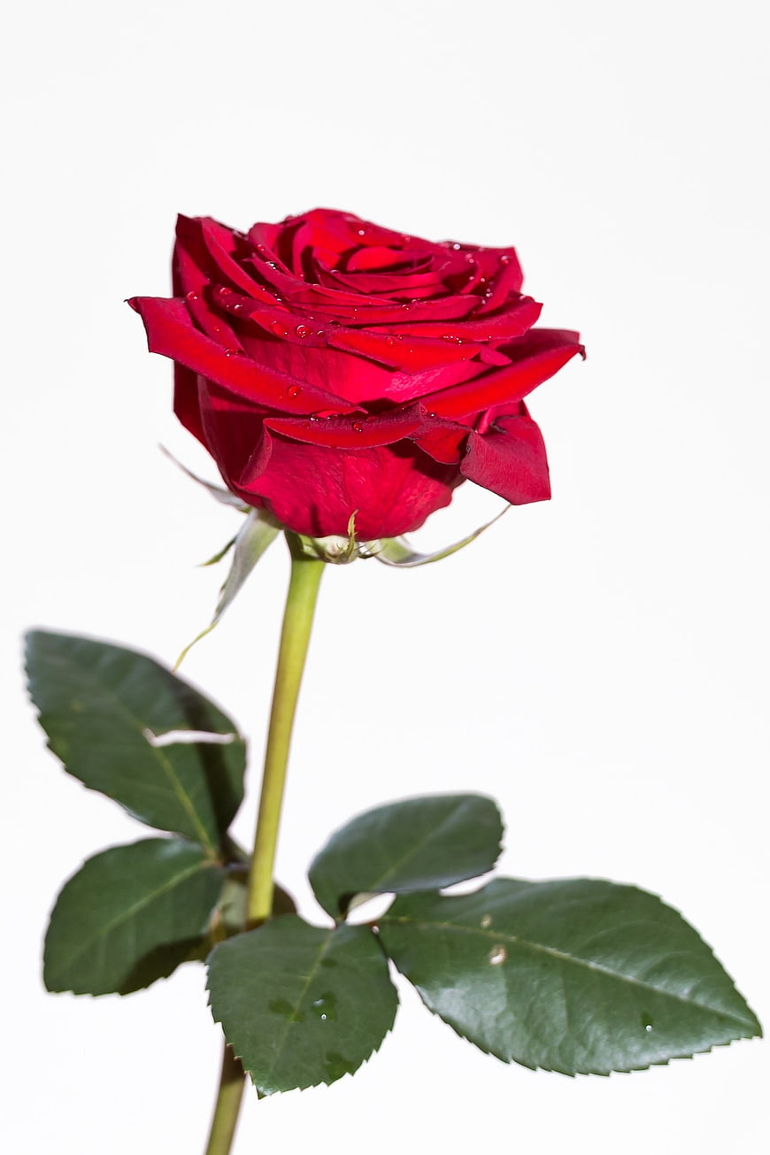 Vibrant red rose bloom with water droplets on white background