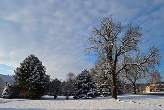 Snowy Winter Landscape with Bare Trees and Blue Sky