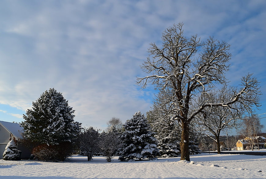 Snowy Winter Landscape with Bare Trees and Blue Sky