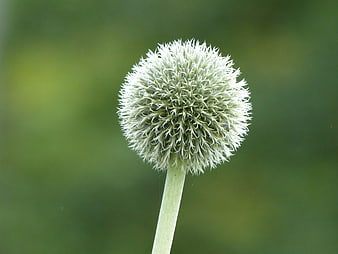 Close-up of a spherical silver thistle flower head