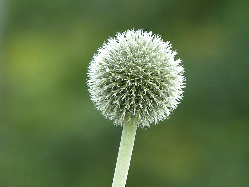 Close-up of a spherical silver thistle flower head