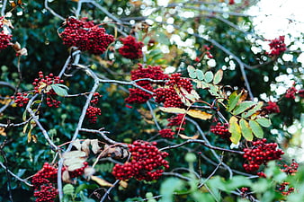 Vibrant Red Rowan Berries on Branches in Autumn