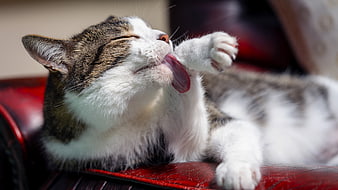 Tabby and White Cat Grooming Paw on Red Leather Sofa