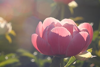 Close-up of a vibrant pink peony flower in sunlight