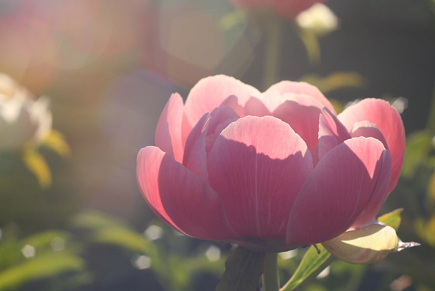 Close-up of a vibrant pink peony flower in sunlight