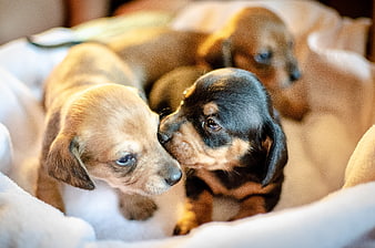 Cute Dachshund Puppies Snuggling Together In Soft Bed