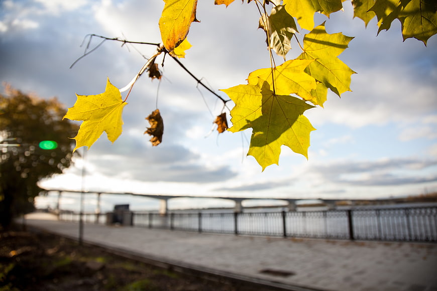 Yellow Maple Leaves Backlit by Sunlight with Blurred River Embankment