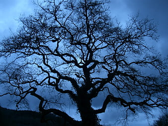 Silhouette of bare tree branches against blue twilight sky