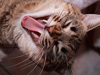 Close-up of a tabby cat yawning with mouth wide open