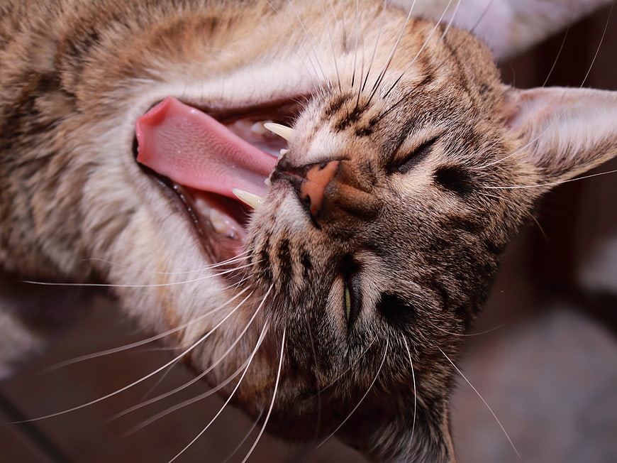 Close-up of a tabby cat yawning with mouth wide open