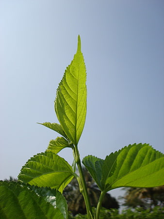 Vibrant green leaf backlit against clear blue sky