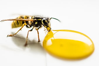 Close-up of a wasp drinking from a yellow liquid drop