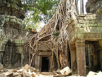 Ancient stone temple ruins engulfed by massive tree roots in jungle