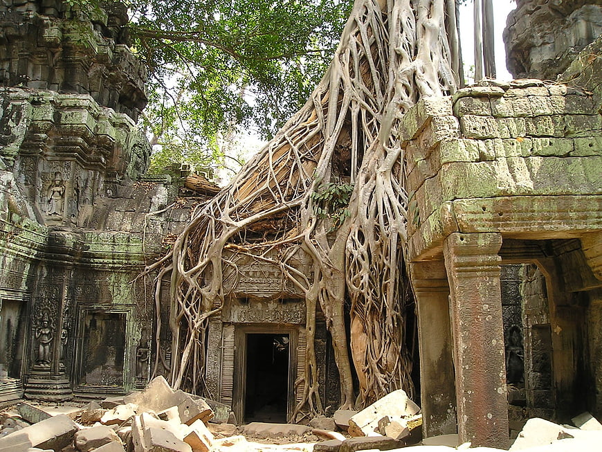 Ancient stone temple ruins engulfed by massive tree roots in jungle