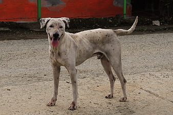 Spotted Dog Standing on Gravel Road