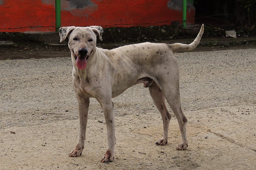 Spotted Dog Standing on Gravel Road