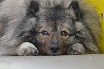 Sad fluffy dog resting head on paws