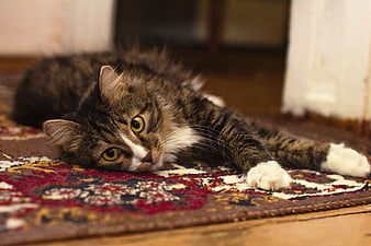 Fluffy Tabby Cat Lying on Patterned Rug