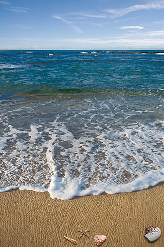 Tropical Beach Scene With Ocean Waves, Sand, And Seashells