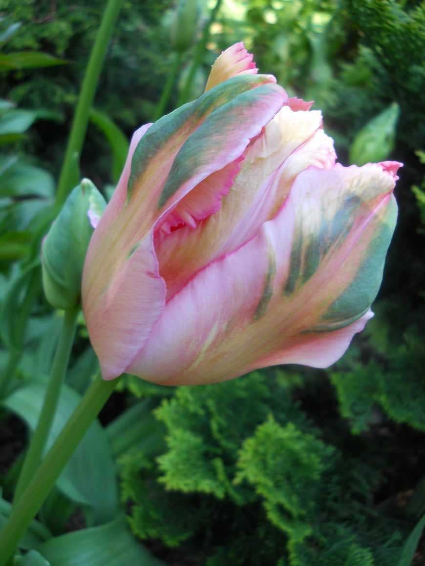 Close-up of a pink and green variegated tulip bloom