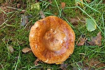 Top view of a brown mushroom cap on green moss