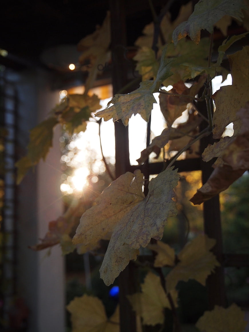 Backlit autumn grape leaves with sun flare