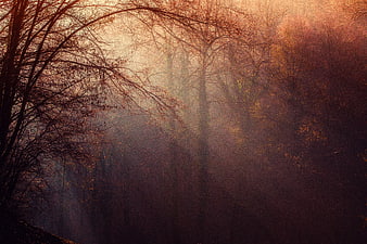 Misty Autumn Forest with Sunbeams Through Bare Trees