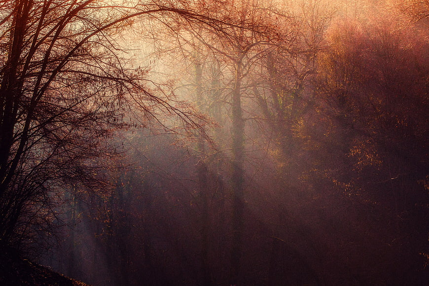 Misty Autumn Forest with Sunbeams Through Bare Trees