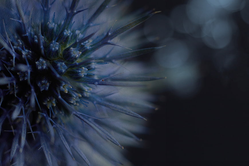 Close-up of Blue Thistle Flower with Dark Bokeh Background