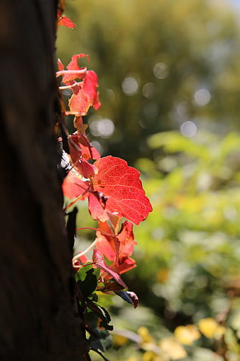 Red autumn leaves on tree trunk with bokeh background