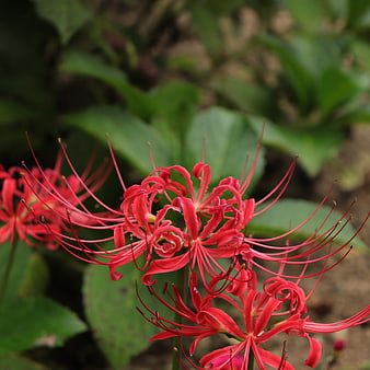 Close-up of vibrant red spider lily flowers in a garden