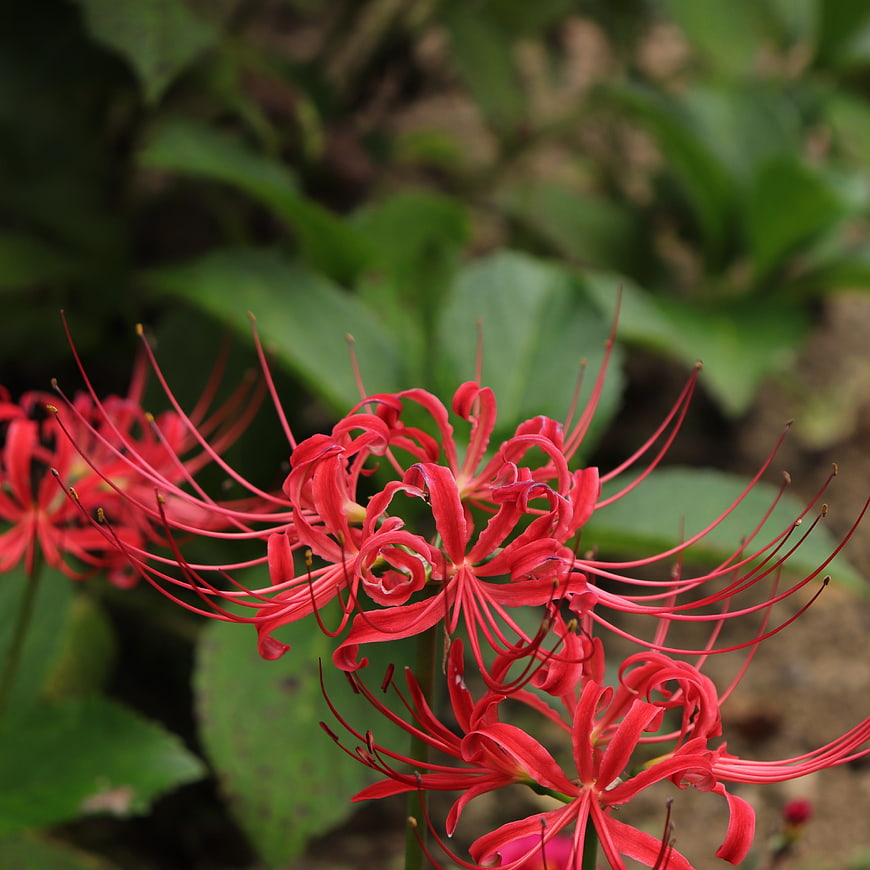 Close-up of vibrant red spider lily flowers in a garden