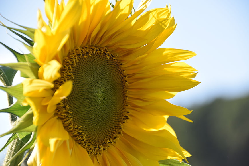 Close-up of a vibrant yellow sunflower against a blue sky