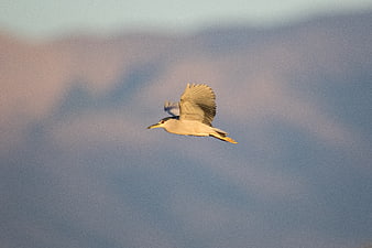 Black-crowned Night Heron Flying Against Blurred Mountain Background