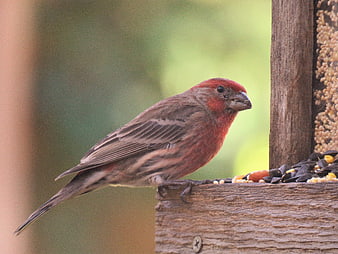Male House Finch Eating Seeds on Wooden Bird Feeder