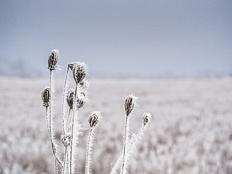 Frost-covered poppy seed heads in a winter field