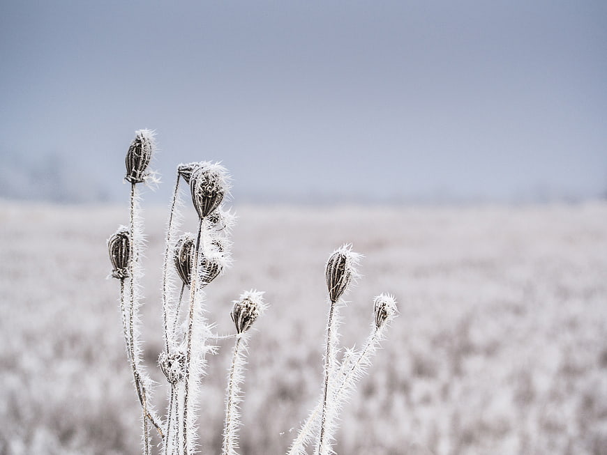 Frost-covered poppy seed heads in a winter field