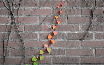 Autumn Ivy Leaves on Textured Brick Wall