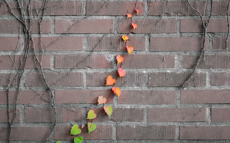 Autumn Ivy Leaves on Textured Brick Wall