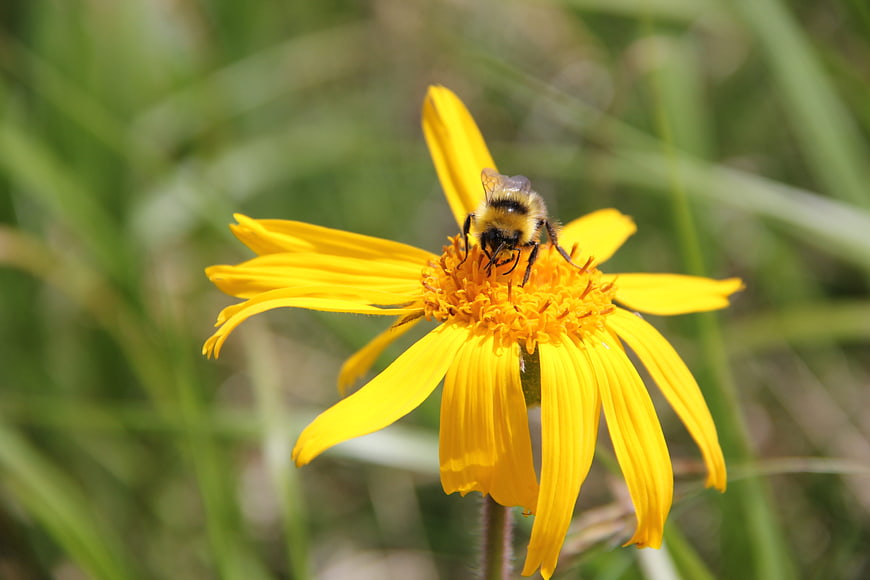 Bumblebee Pollinating Yellow Wildflower in Summer Meadow