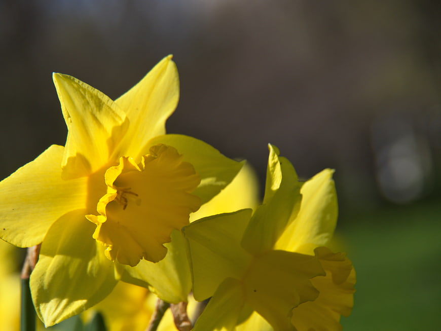 Close-up of bright yellow daffodils in spring sunlight