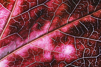 Macro Close-Up of Red Leaf Veins and Texture