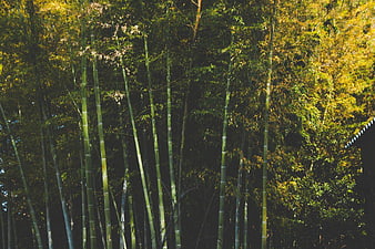 Sunlit Bamboo Forest with Traditional Roof Detail